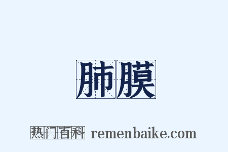 肺膜是什么意思的图片